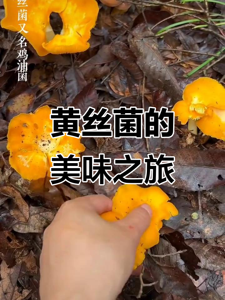 山中珍稀黄丝菌,美味又下饭!