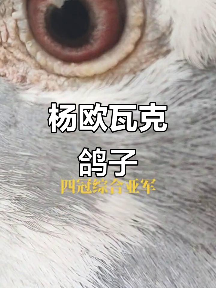 杨欧瓦克系雄鸽:赛场上的信鸽王者