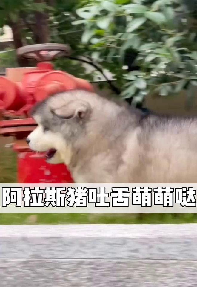 阿拉斯猪吐舌萌萌哒