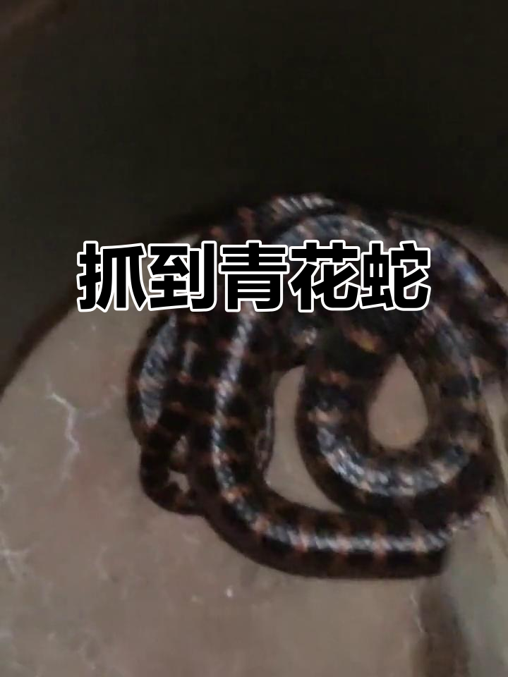 昨晚抓到一条青花蛇,敢玩吗?