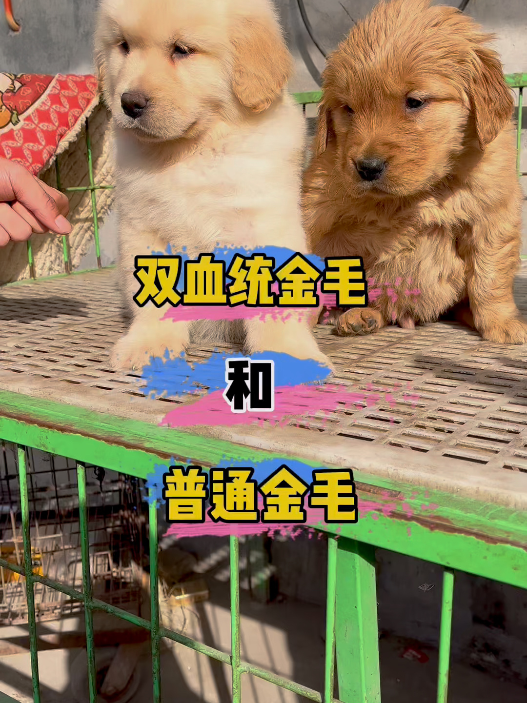 双血统金毛和普通金毛又什么区别?