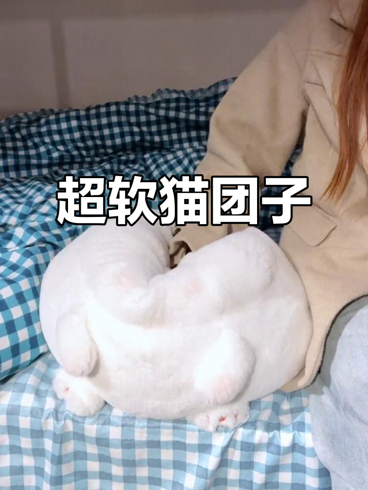 软萌小猫团子,超可爱!摸起来像云朵一样