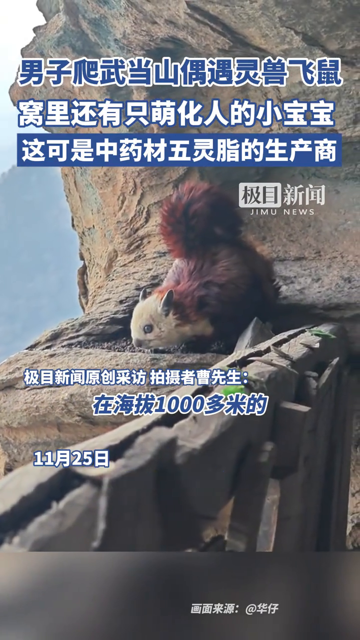 男子爬武当山,在千米峭壁偶遇国家二级保护动物飞鼠