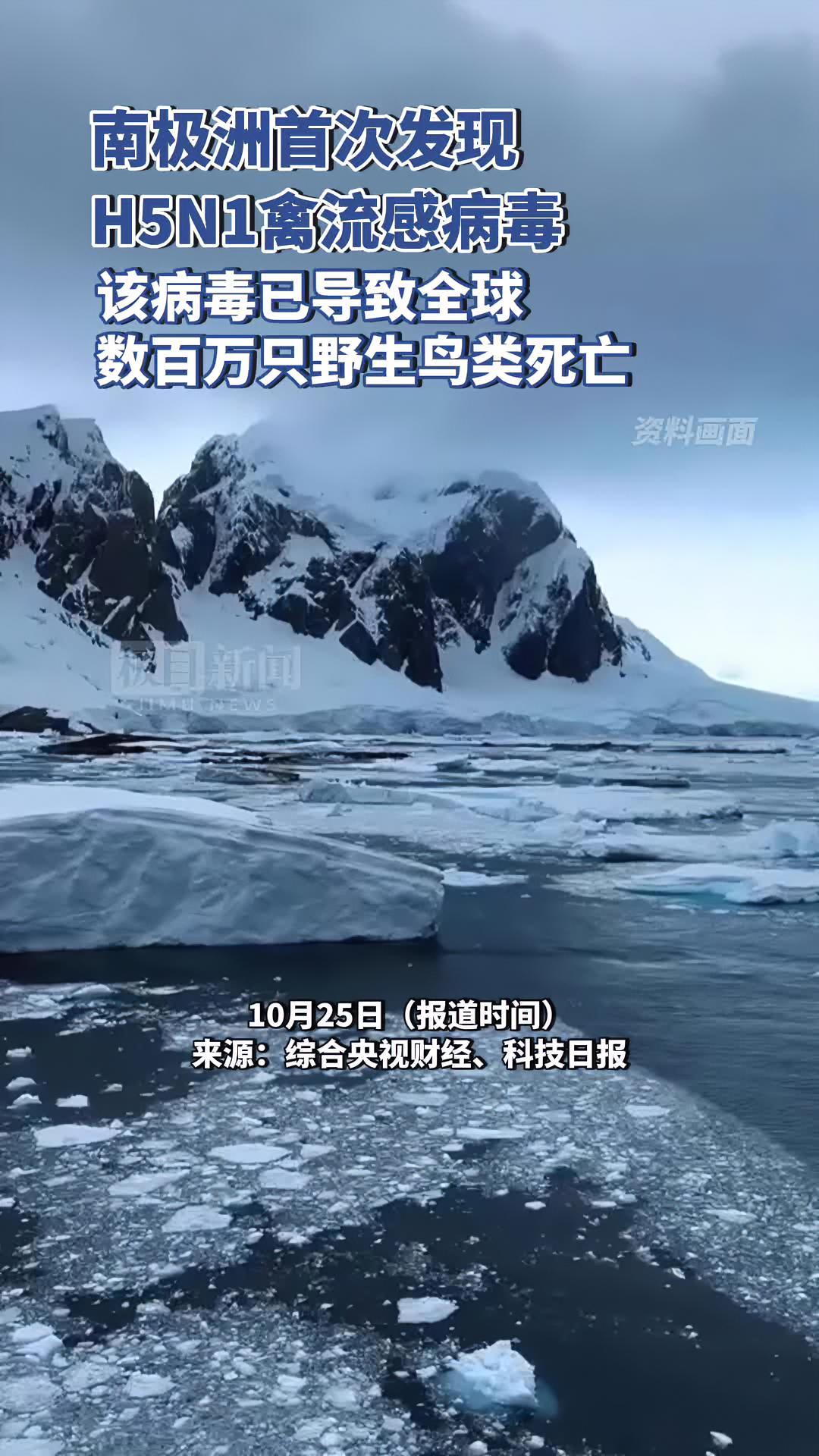 南极洲首次发现h5n1禽流感病毒,该病毒已导致全球数百万只野生鸟类