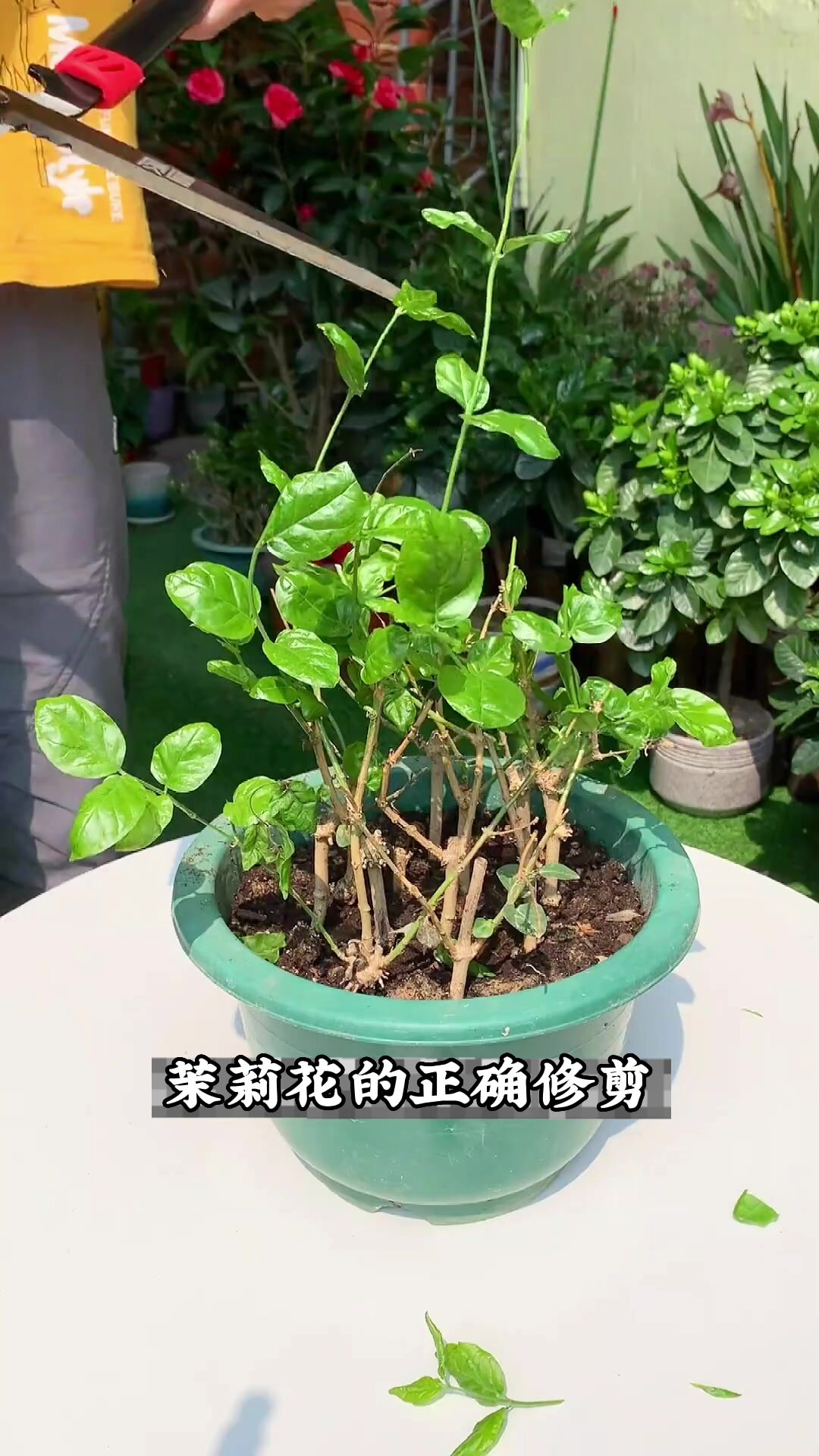 茉莉花秋季正确修剪~花香飘过冬