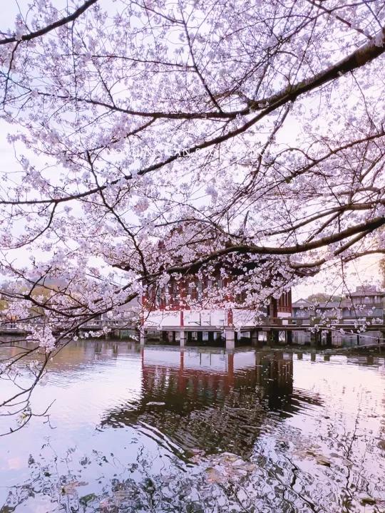 杭州的樱花真的美疯啊啊啊