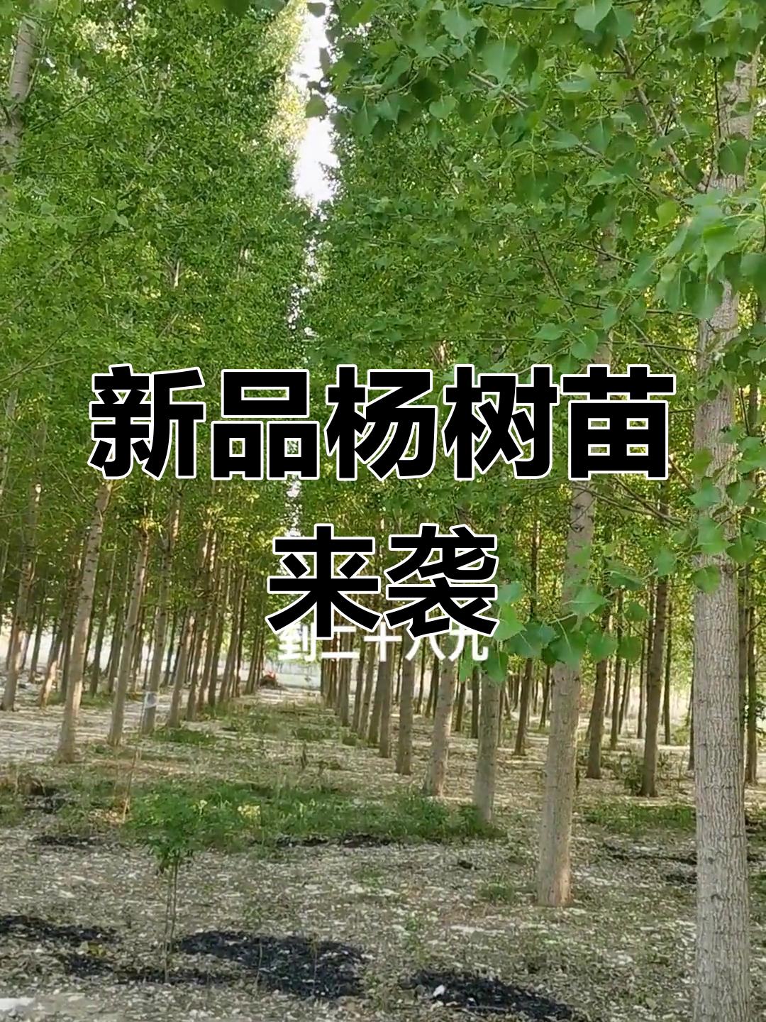 107新品种杨树即将问世,明年有望上市