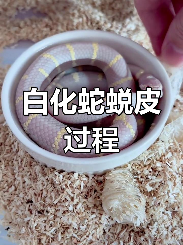 白化王蛇图片