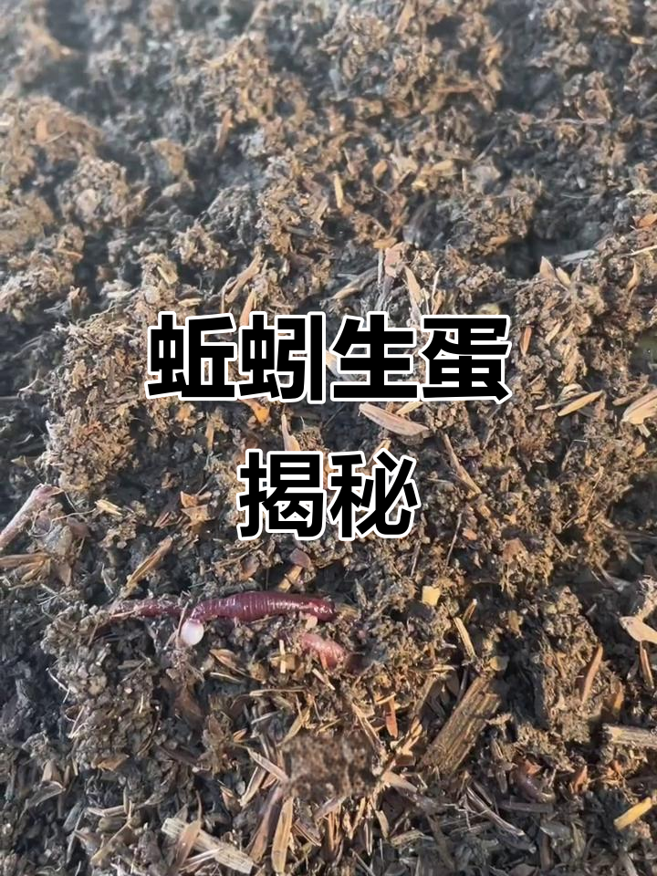 蚯蚓产卵,你见过吗?