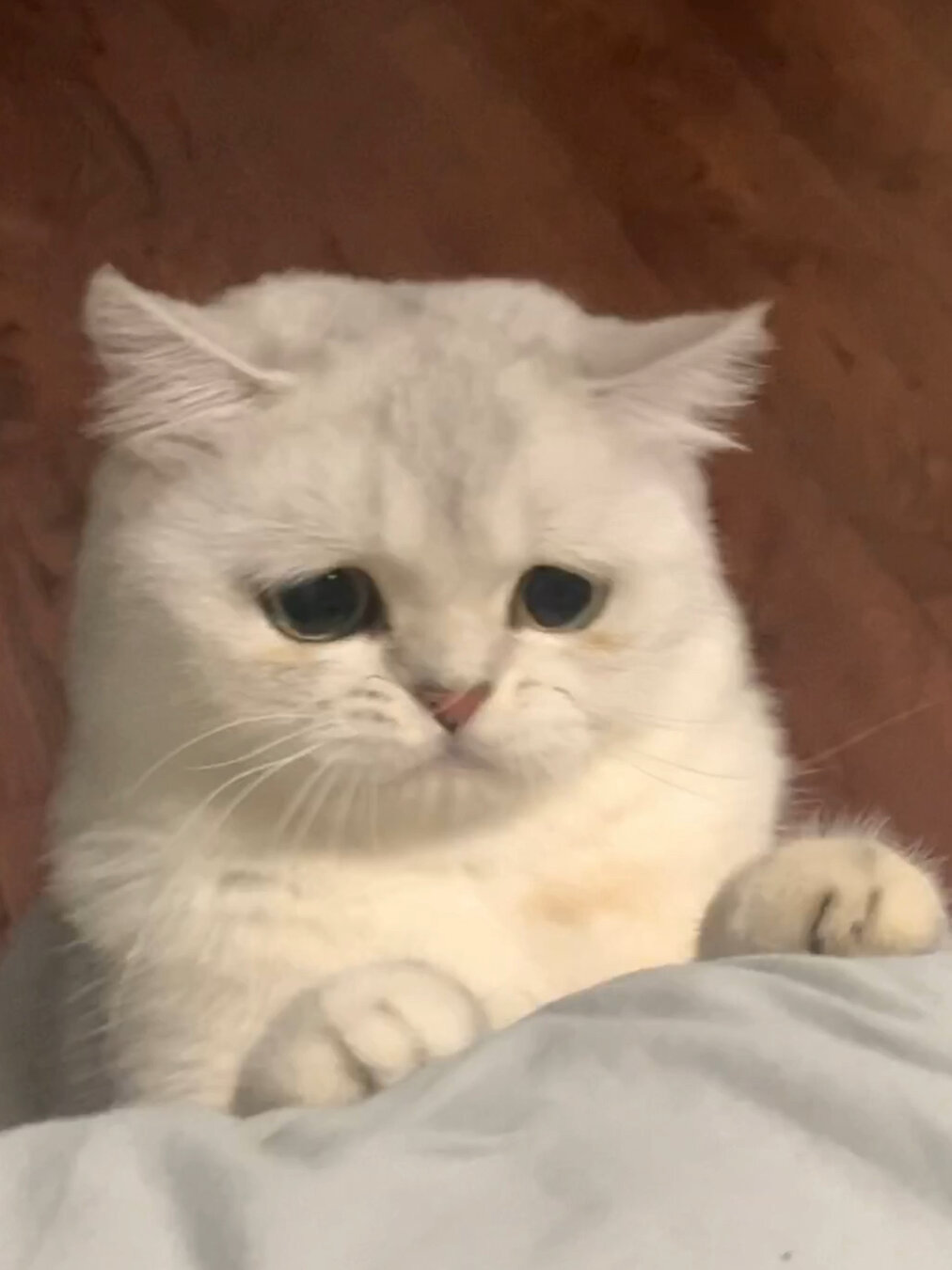 原来委屈猫猫表情包是这样来的