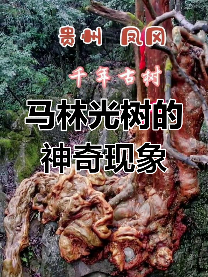 马灵光树的学名图片