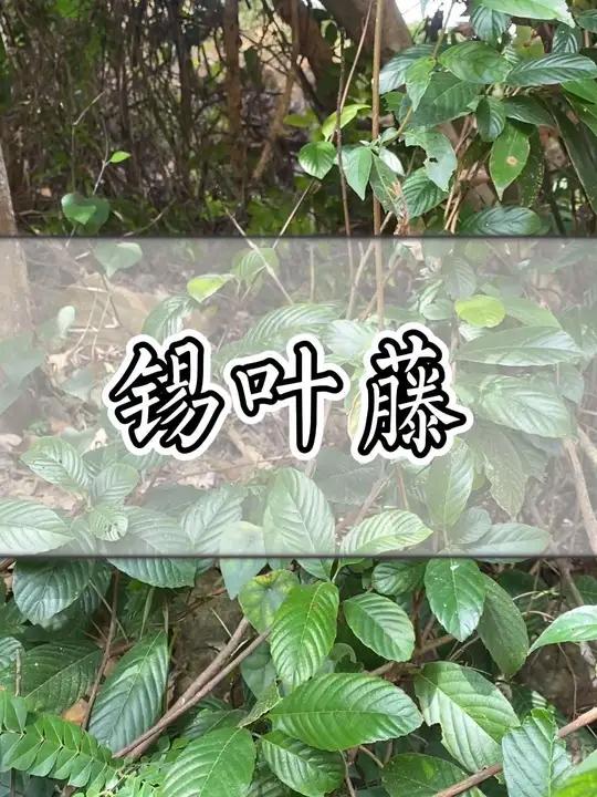 这种青草叫锡叶藤