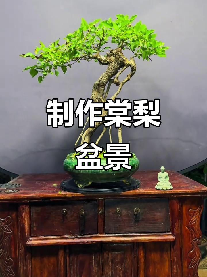 打造精美棠梨盆景,技巧与心血并重