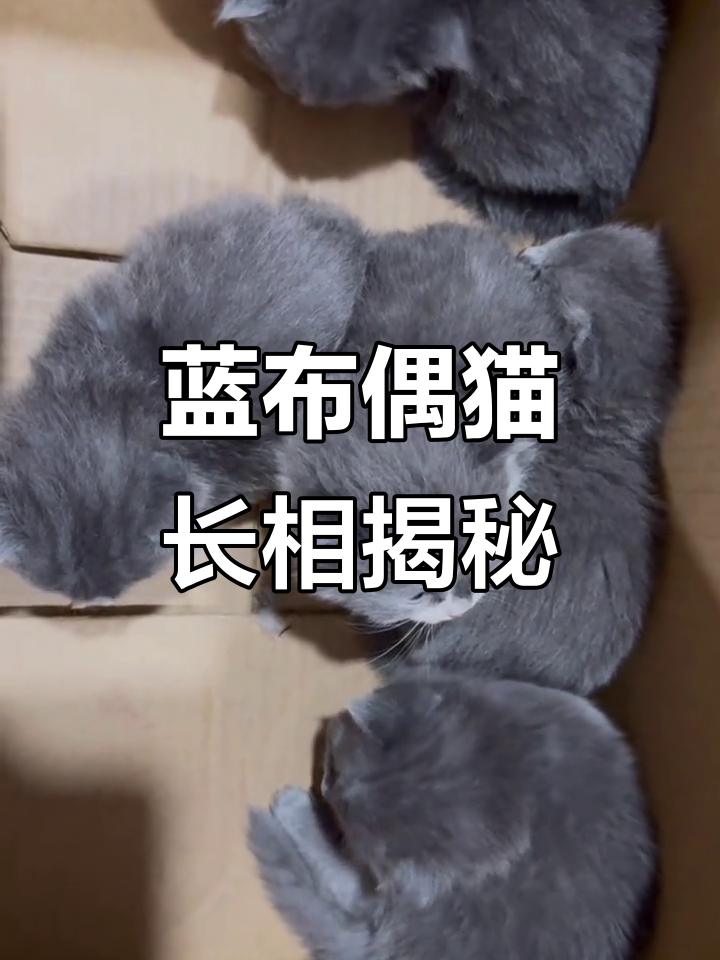 布偶猫和蓝猫混种,竟然长这样!