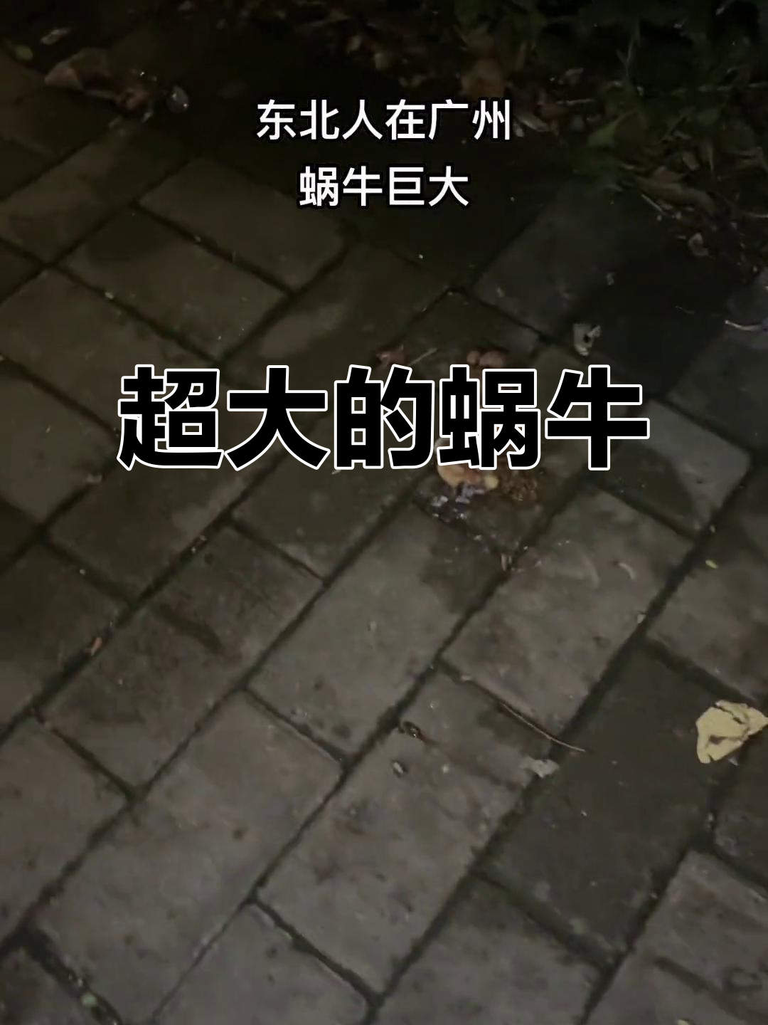 街头惊现超大蜗牛,竟然吃同伴!