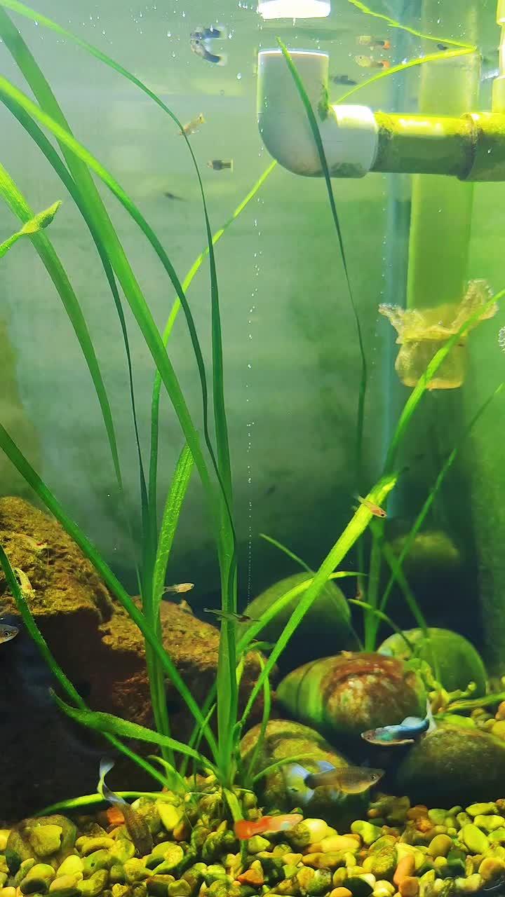 阳光下的水草,这气泡冒的很治愈!