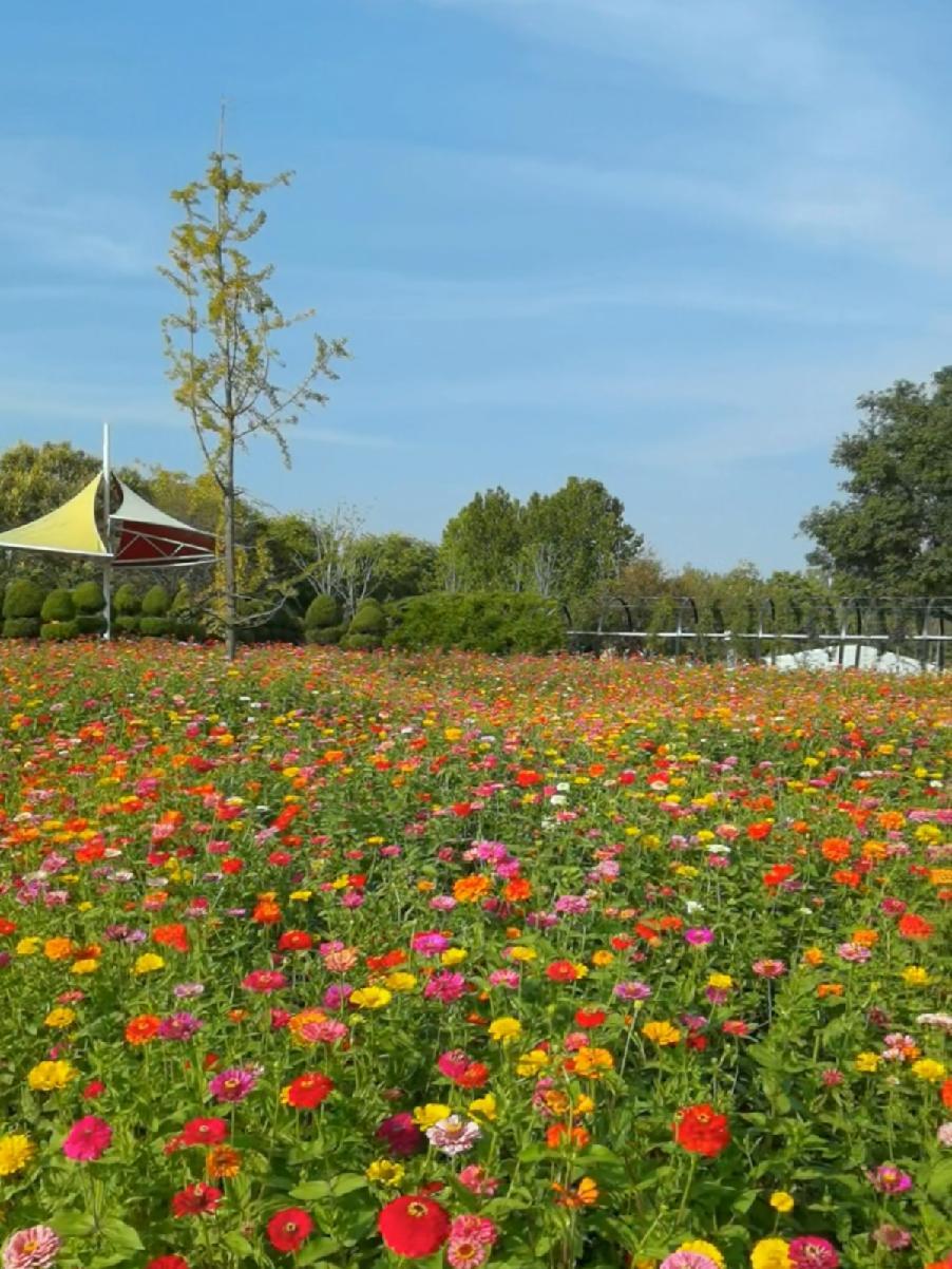 济南国际鲜花港鲜花花海太漂亮了