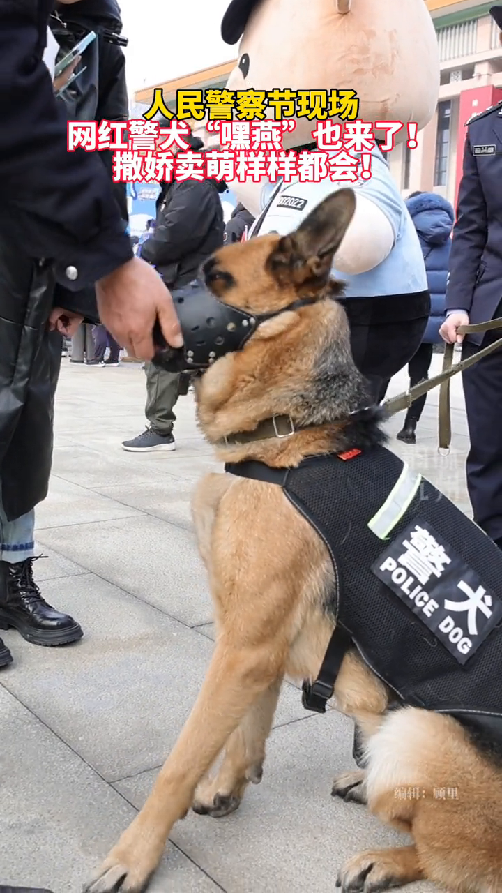 人民警察节现场网红警犬嘿燕也来了撒娇卖萌样样都会
