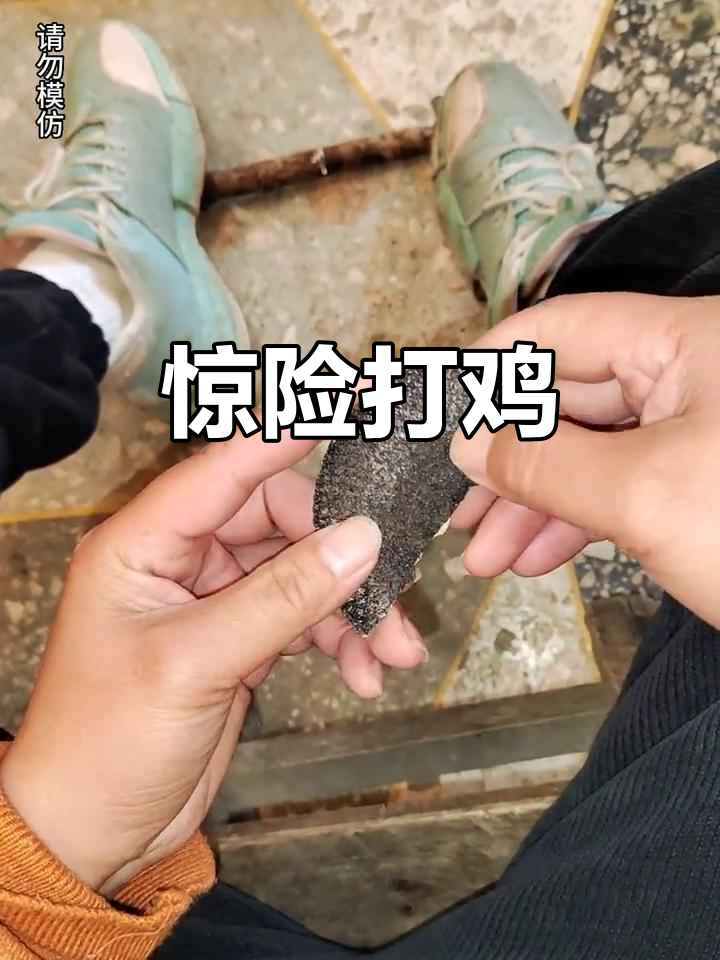 致命打鸡瞬间,危险行为请勿模仿