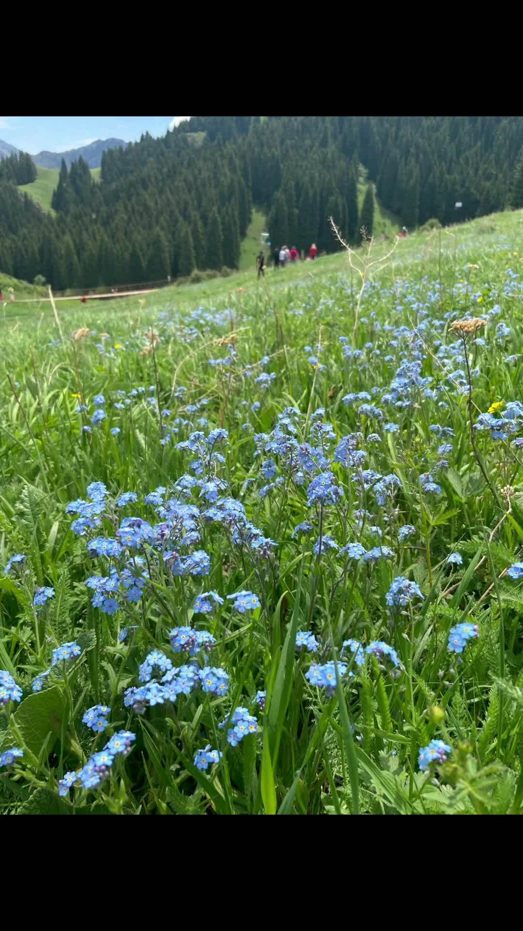 感受大自然的气息和美景 隔屏都闻到了春天的花香 春暖花开奔你而来
