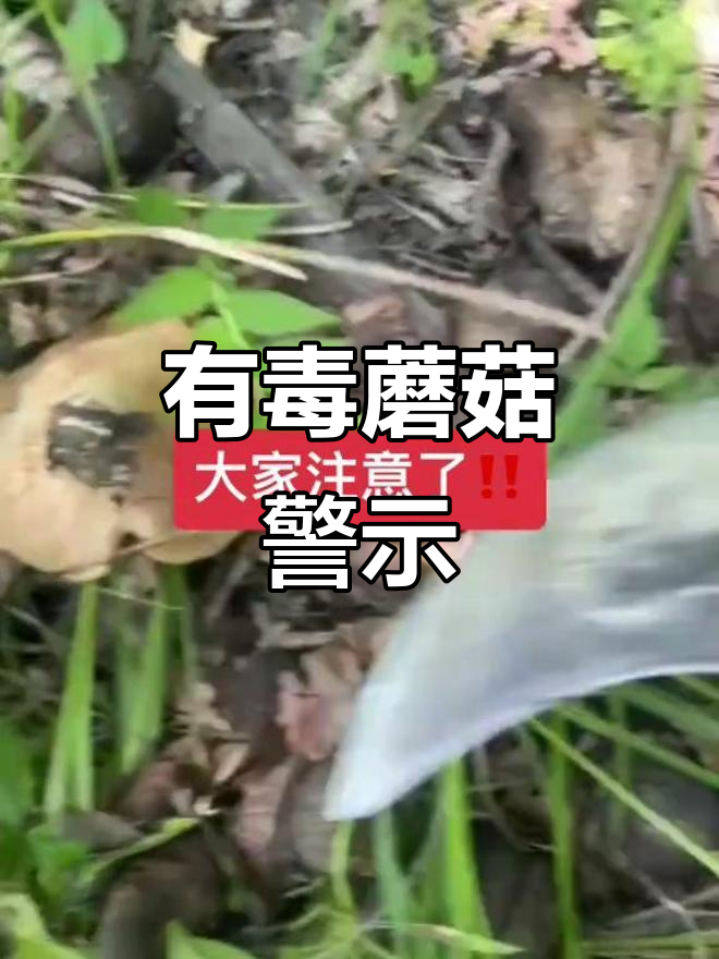 枞树菌有毒,切勿食用!购买时务必谨慎辨别
