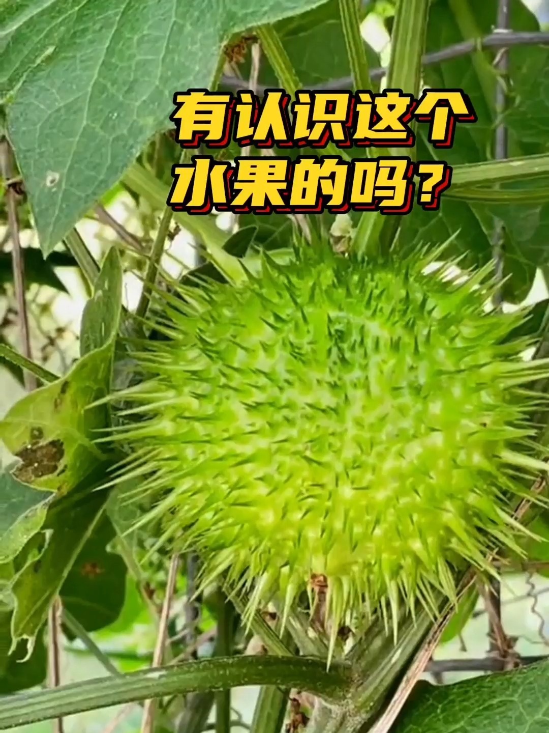 长得像海胆一样的水果你吃过吗?
