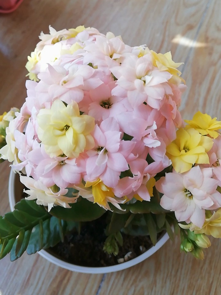 长寿花—et(外星人),变色龙,七彩毛绒-度小视