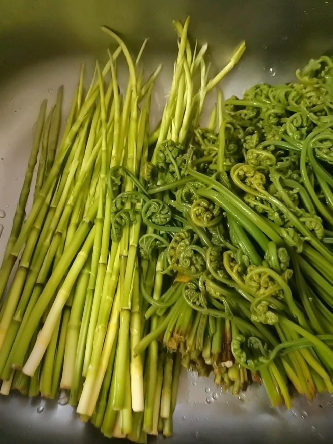 今天凤凰山上的收获,你们就讲正不正吧9797 鸟竹笋 野生蕨菜-度小