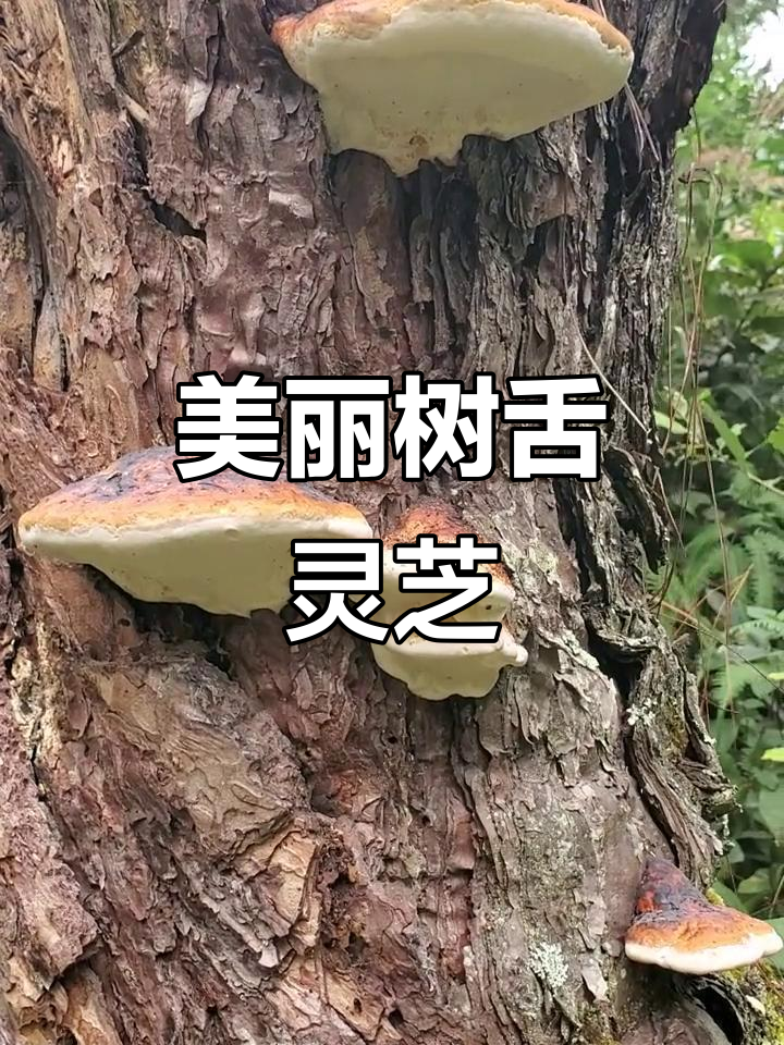 树舌灵芝长得太美了,瘦水灵芝也很有型
