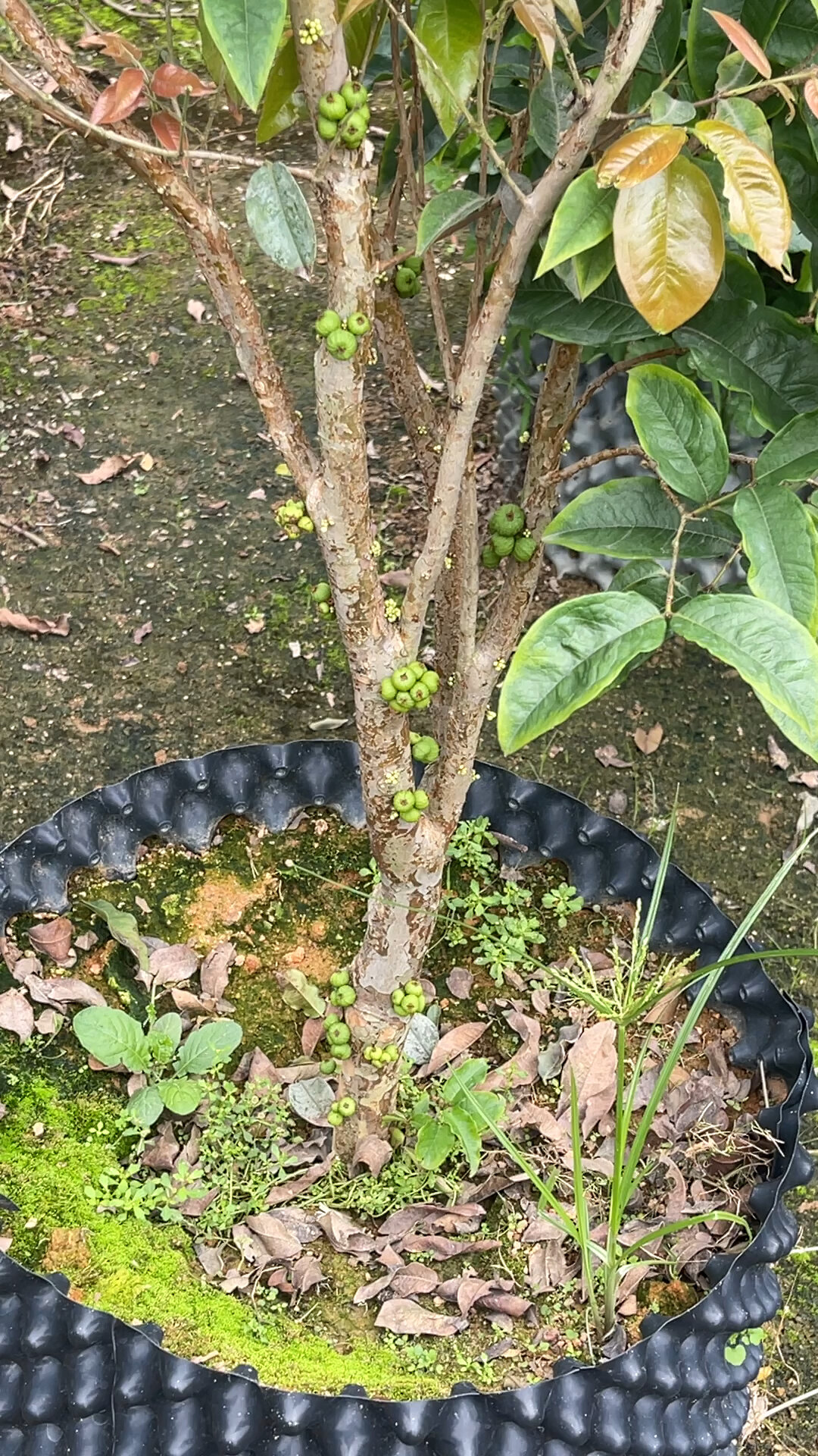 艾斯卡嘉宝果爆果 一年四季开花结果