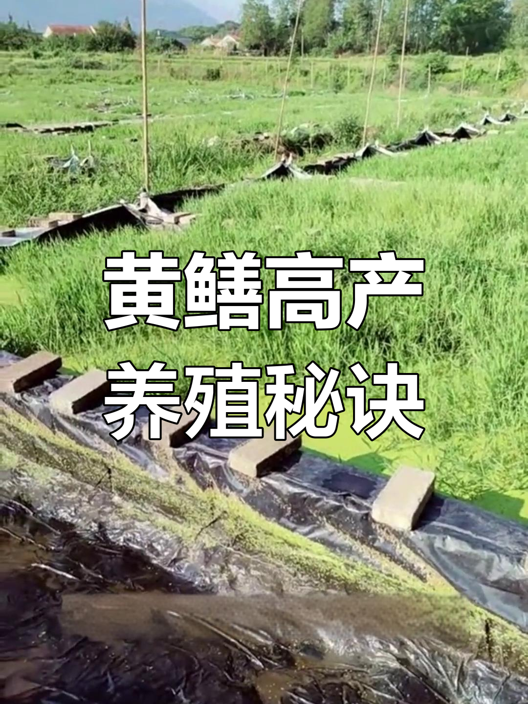 致富经藕塘养黄鳝视频(藕塘套养黄鳝)