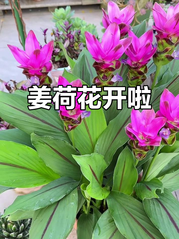 姜荷花盛开,楼顶花园香气四溢