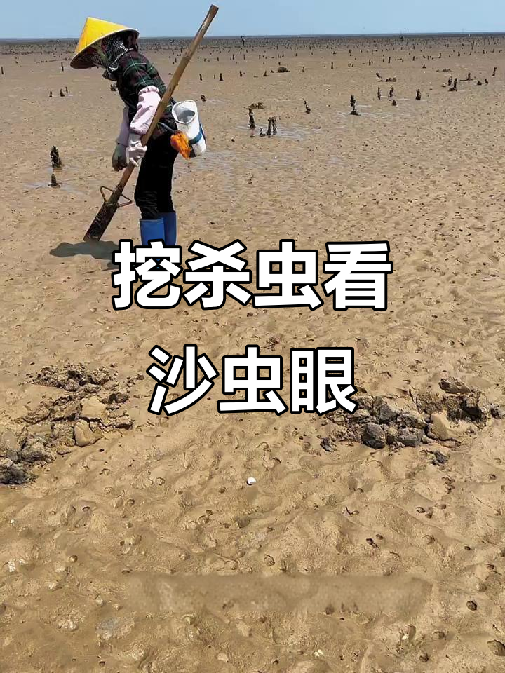 太阳下的赶海之旅,沙虫眼大揭秘