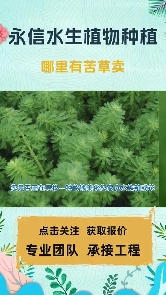 沉水型植物种植 哪里有苦草卖 马来眼子菜 冷季型沉水植物 沉水植物