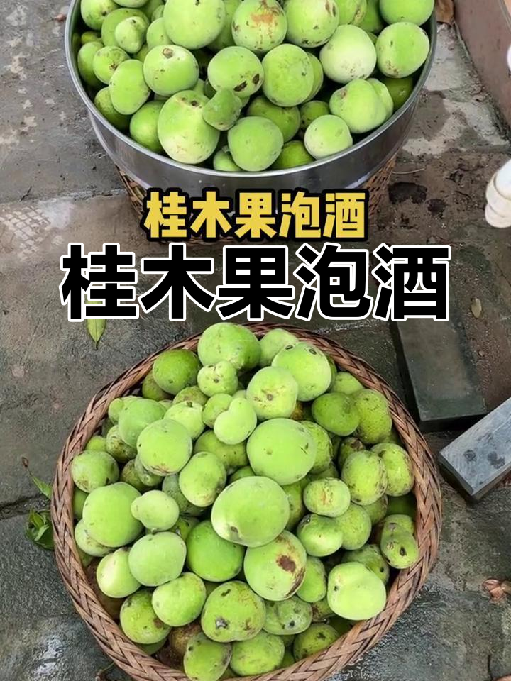 泡酒等明年,与朋友共叙往事,桂木果的独特风味值得期待!