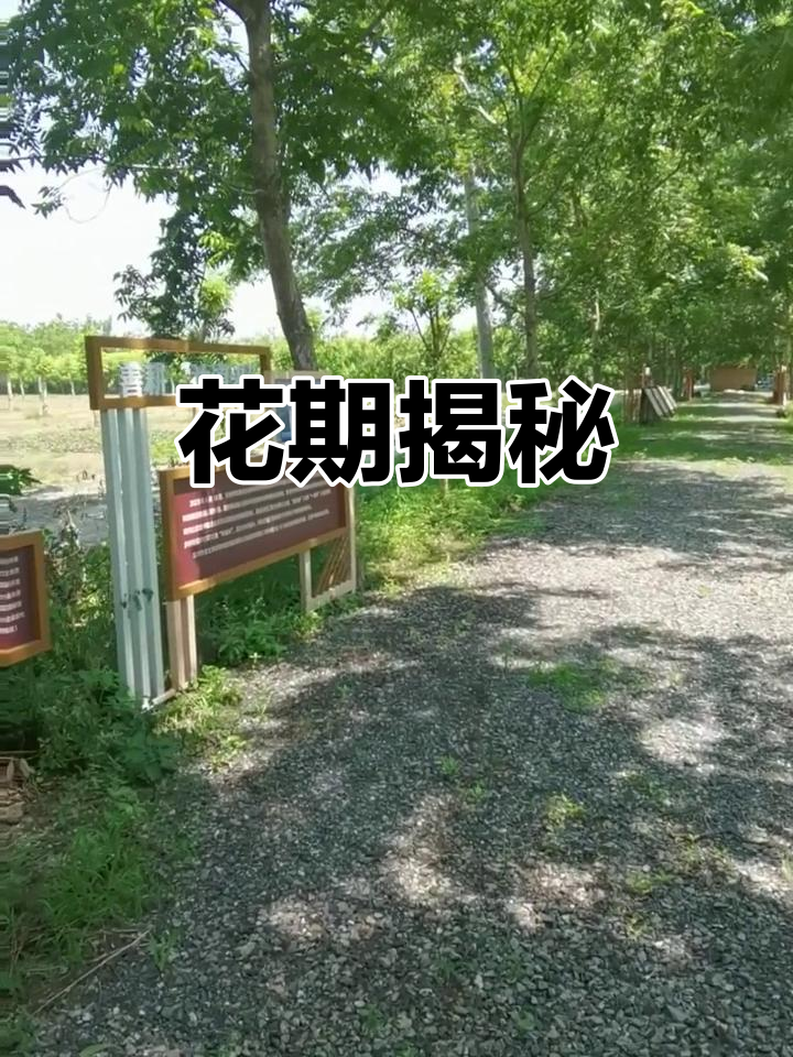 碧根果开花时间因品种而异,通常在4