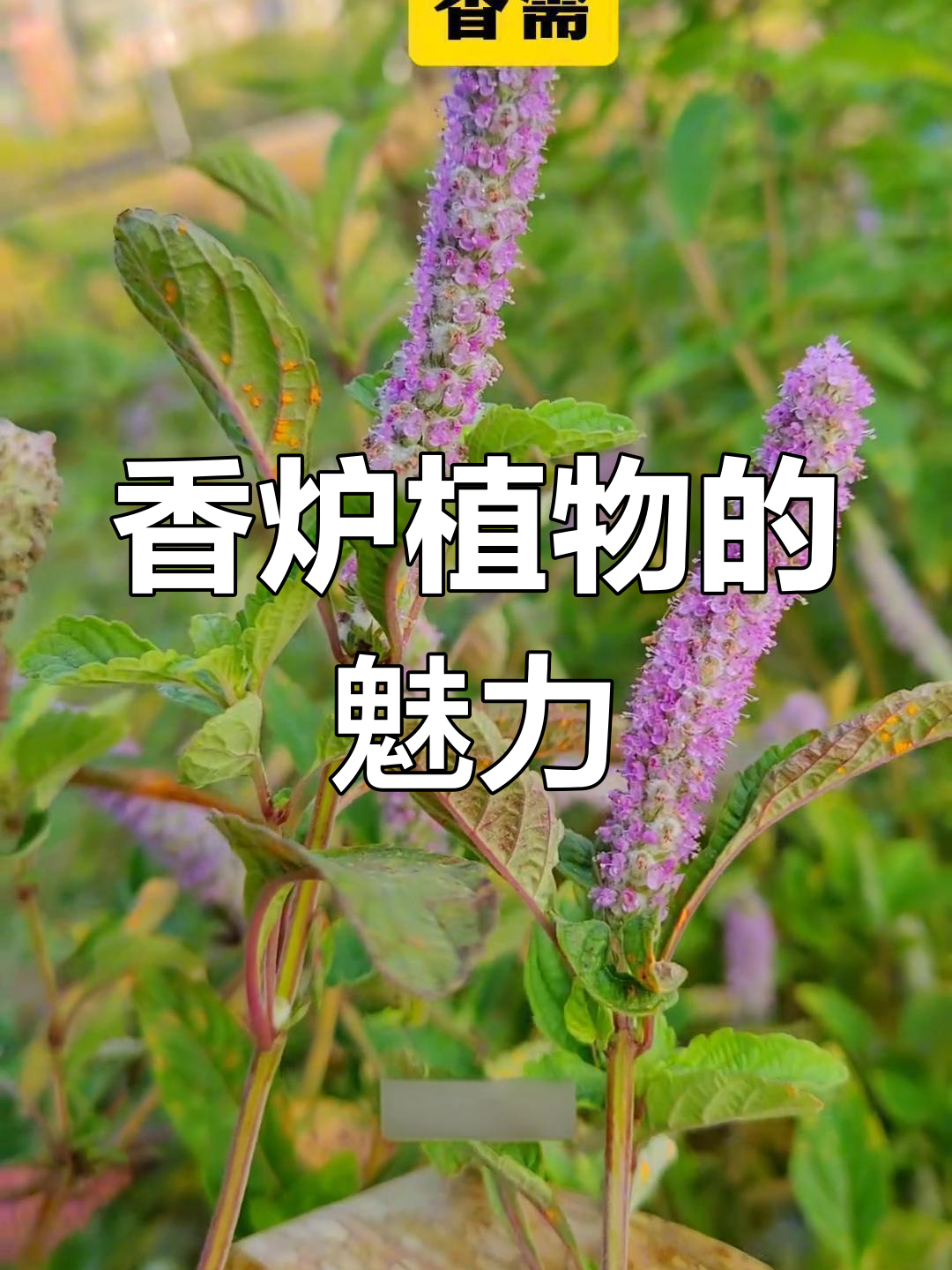 香气四溢的香炉植物,美丽又实用