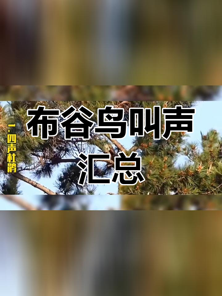 13种布谷鸟叫声大集合