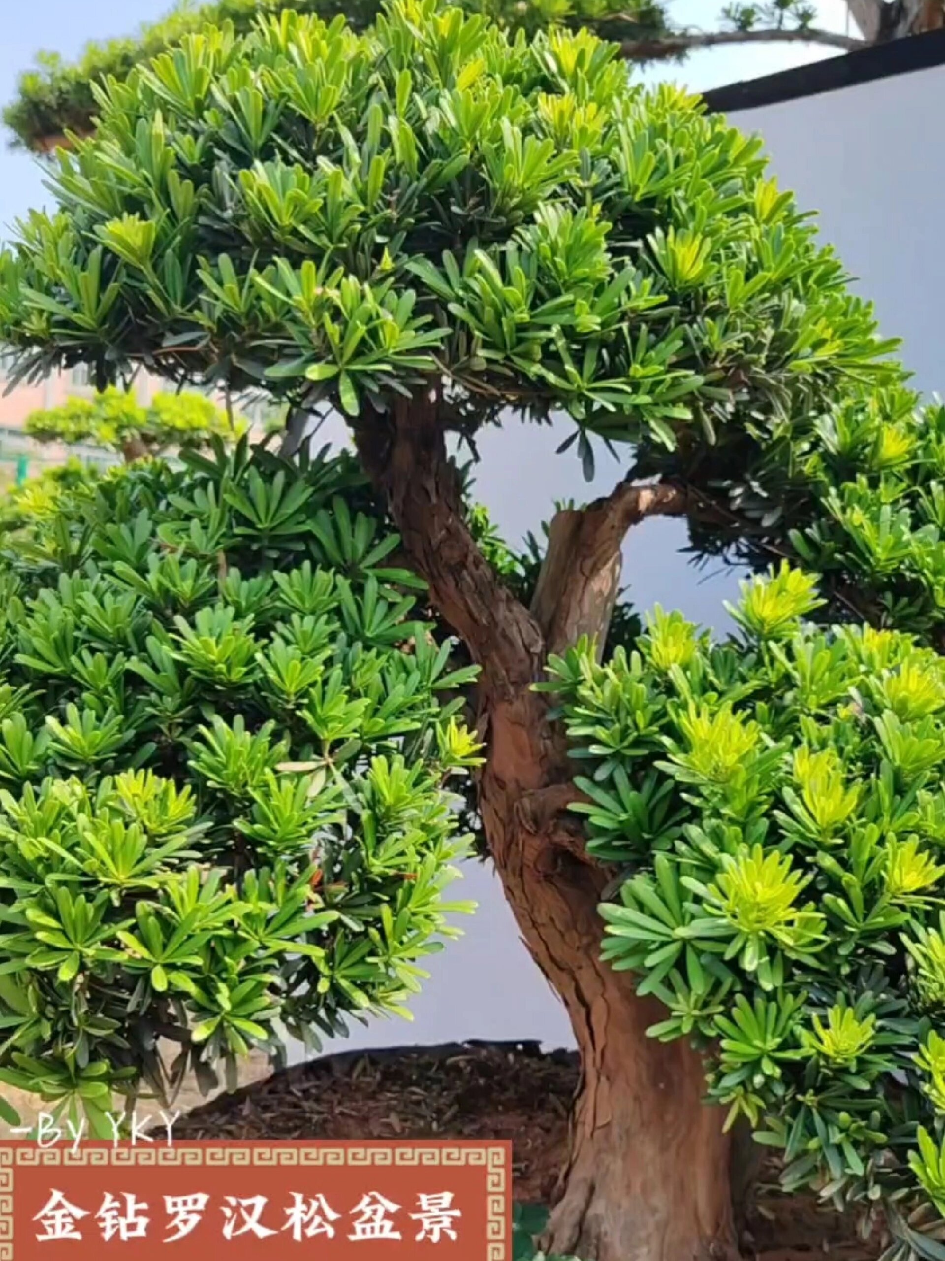 金钻罗汉松成熟精品造型盆景