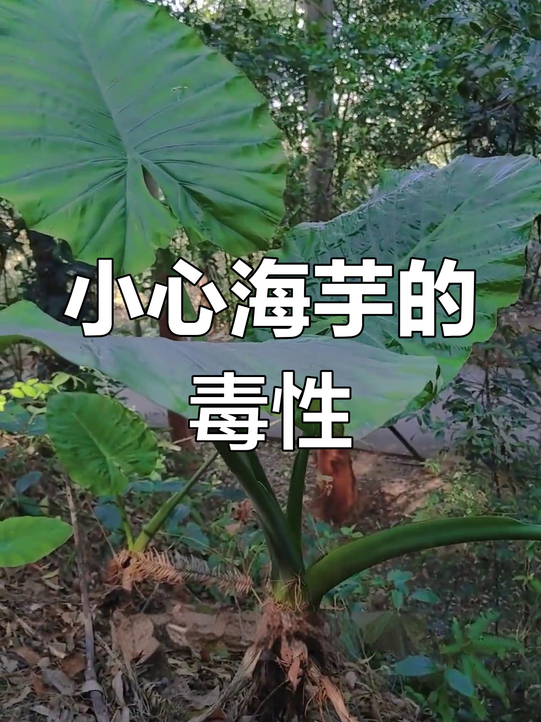 海芋虽美,但有毒!