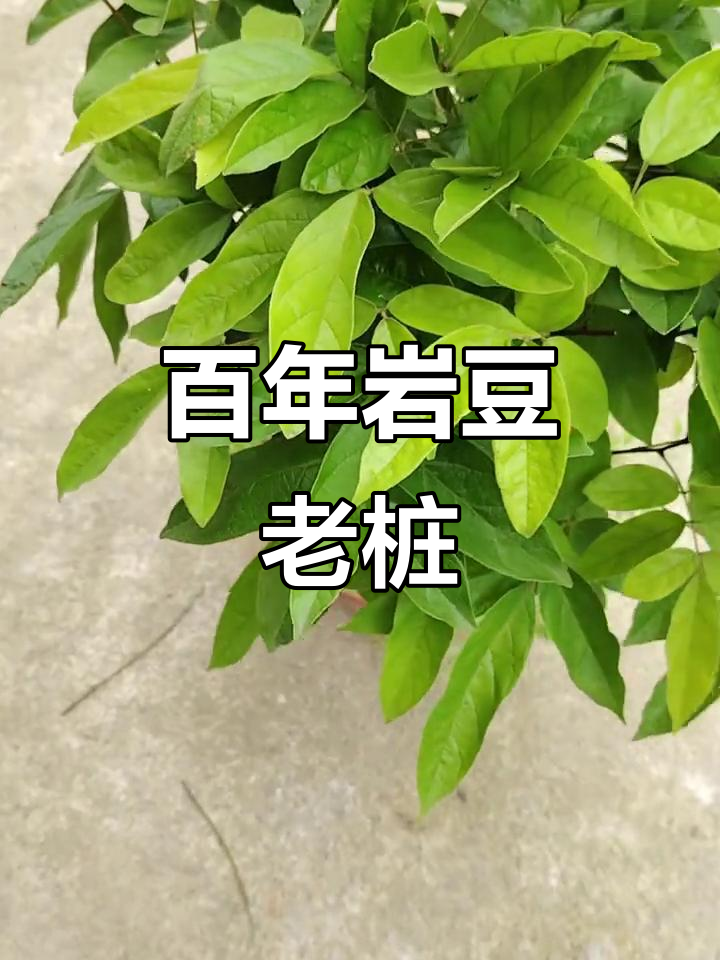 百年岩豆老桩,岁月留下的痕迹