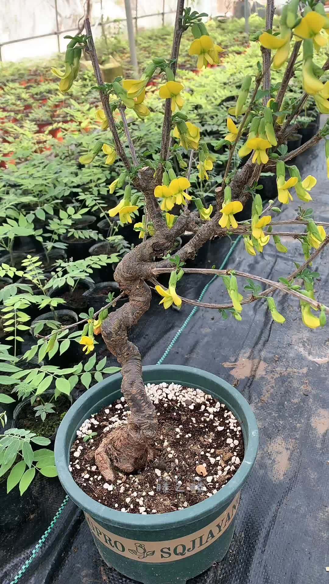 南雀正在开花喔 金雀花