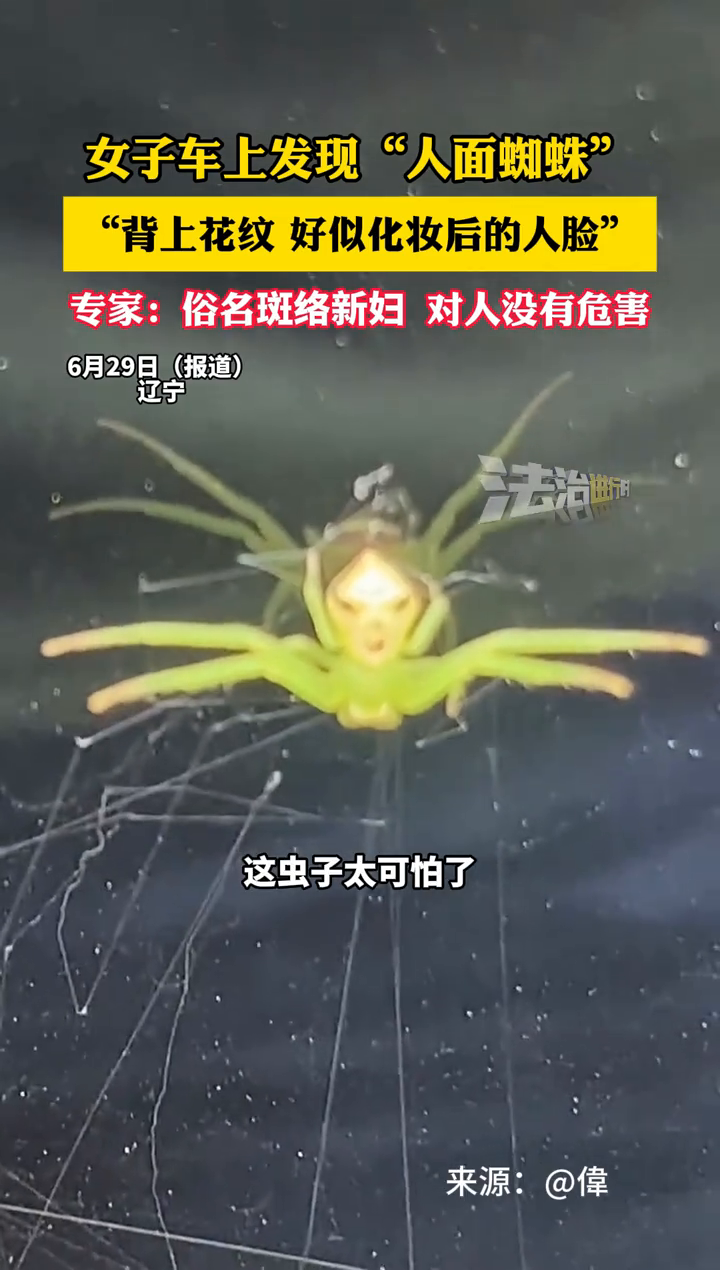 女子车上发现"人面蜘蛛""背上花纹 好似化妆后的人脸