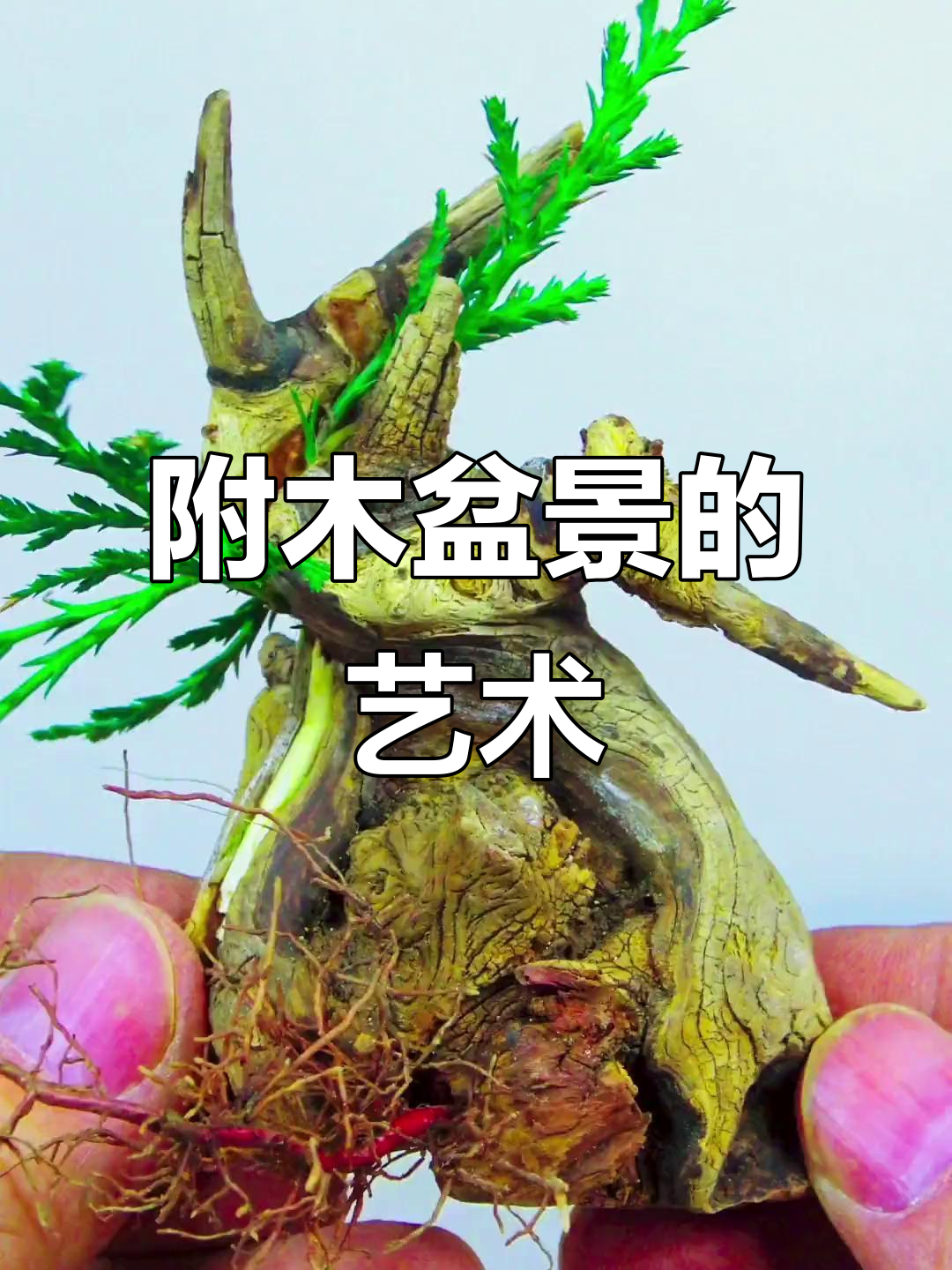 盆景艺术:附木盆景的魅力与匠心