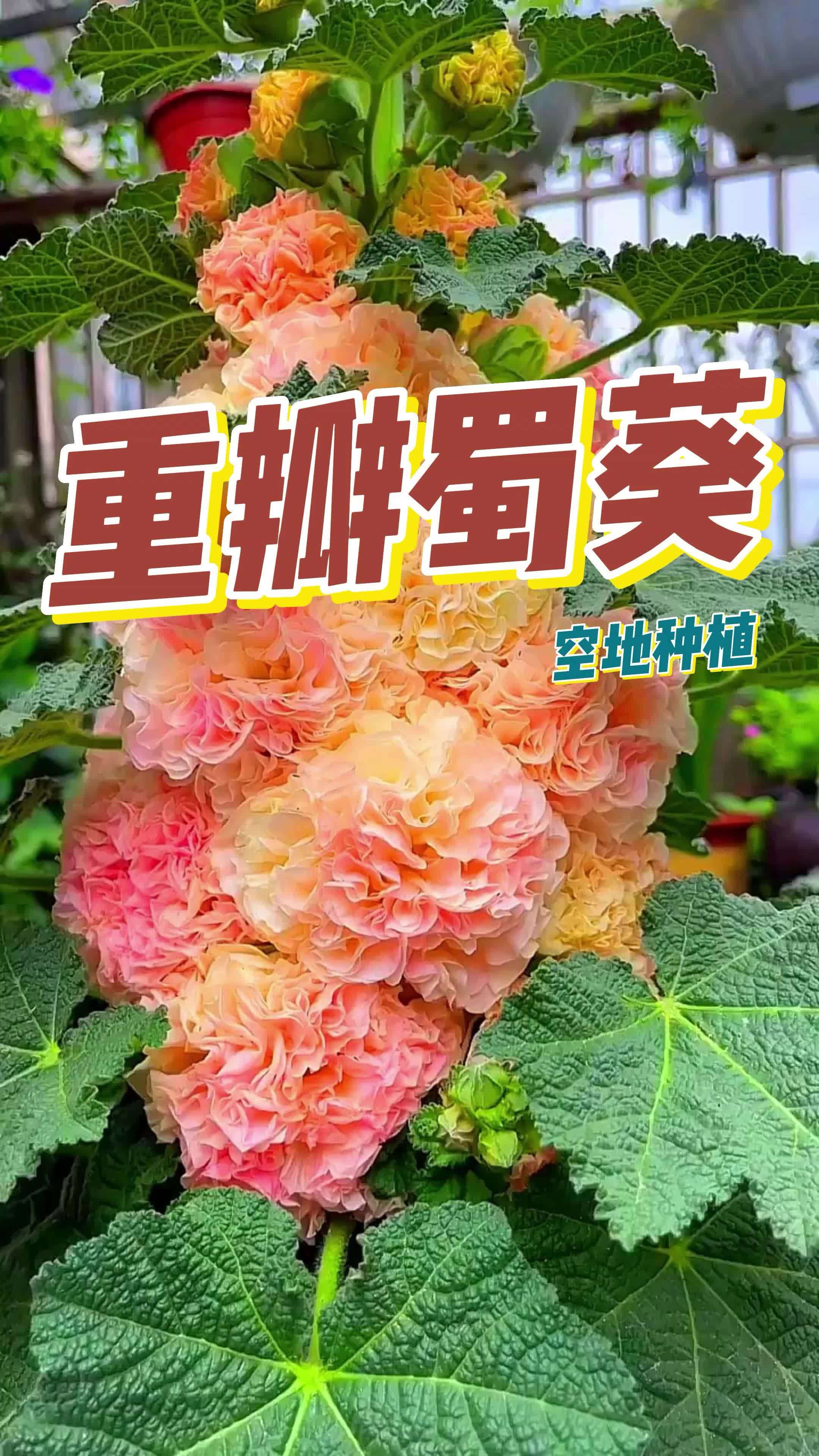 好几个颜色的重瓣蜀葵蜀葵花开颜色多花色艳阳台小院