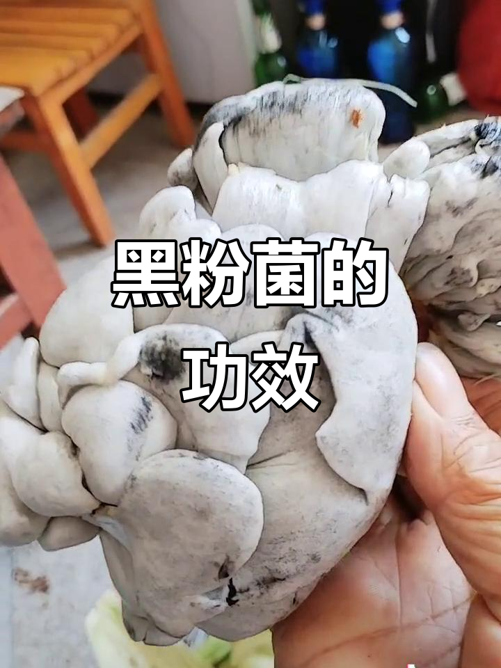乌梅玉米黑粉菌,助消化,安神,适合多种病症