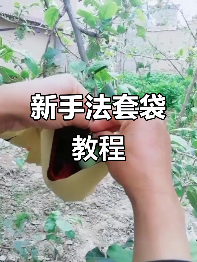 苹果套袋新技巧,轻松搞定!