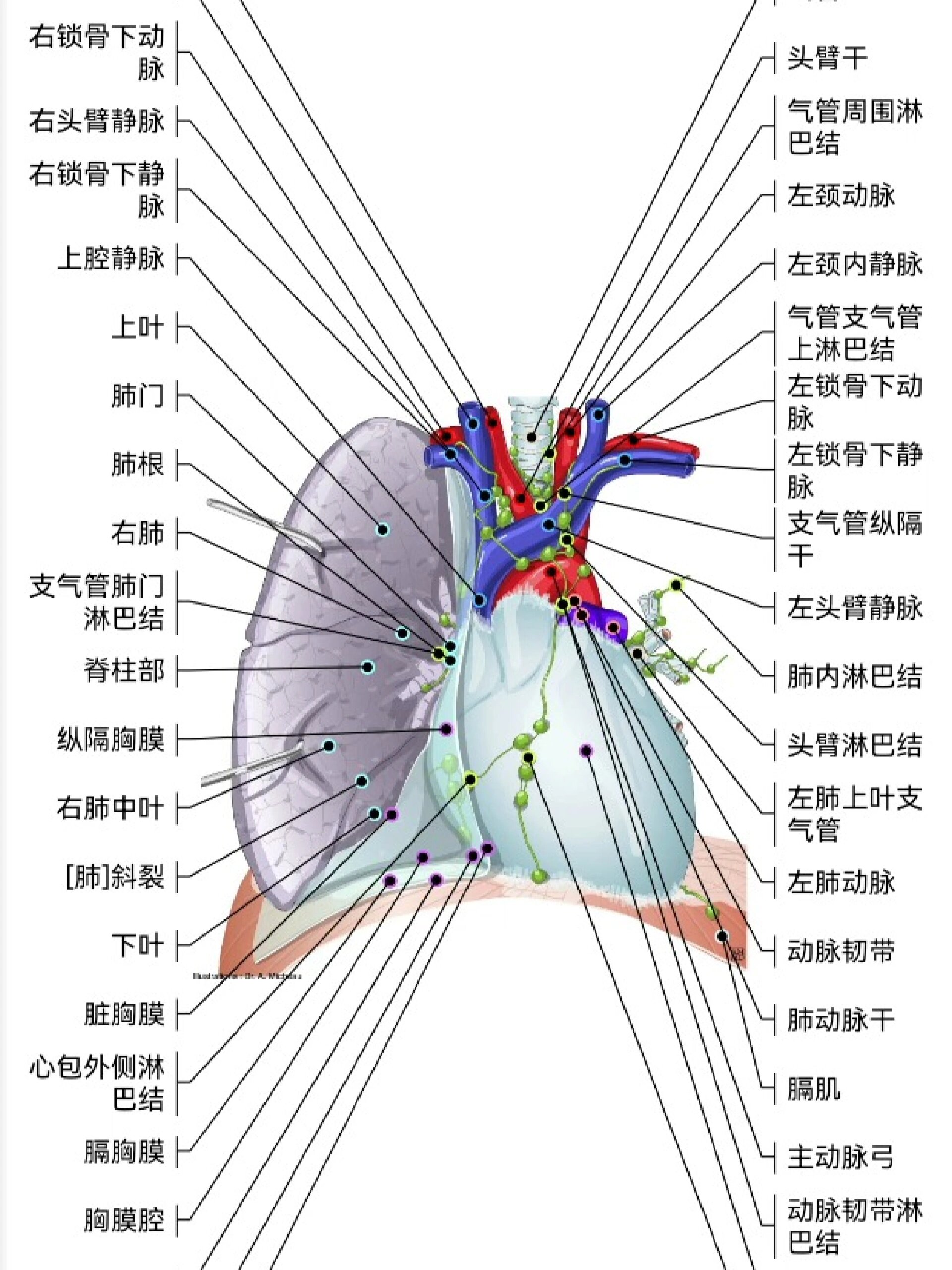 纵膈解剖结构图图片