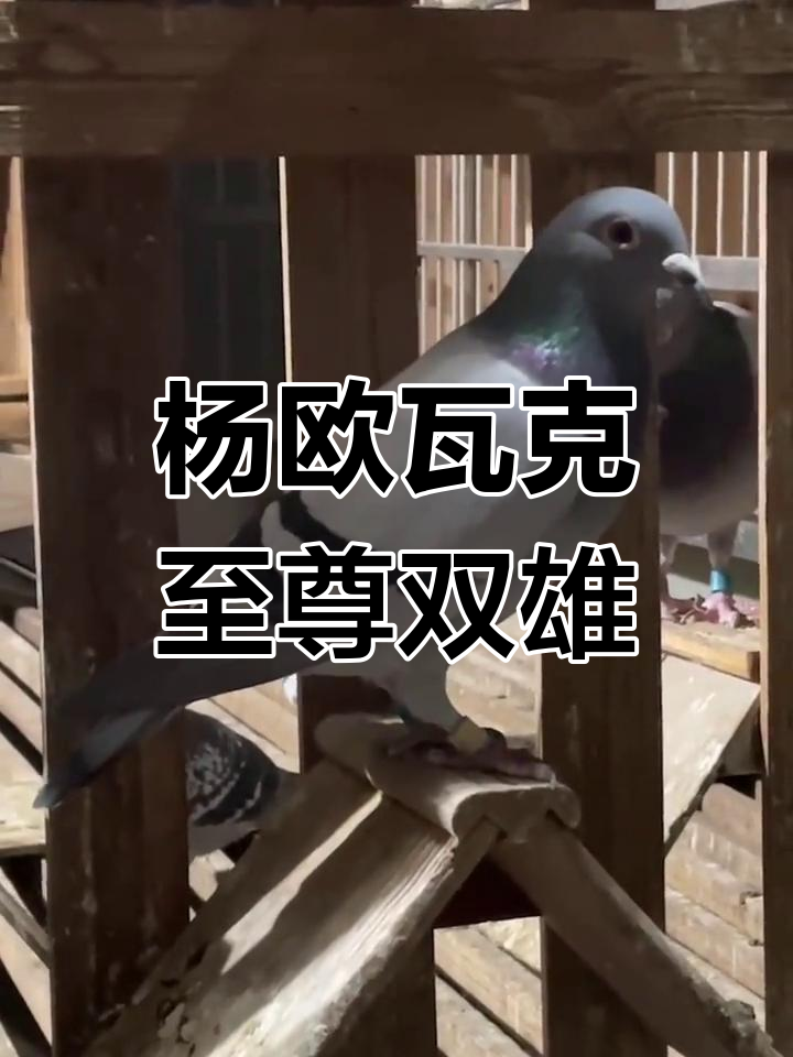 超级483与484:杨欧瓦克双雄对决