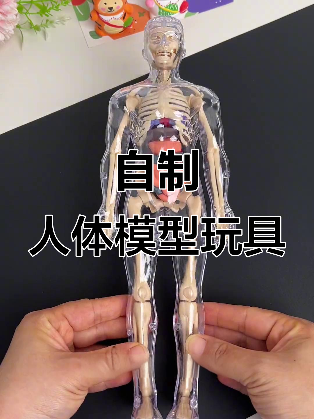 让孩子亲手拼装人体模型,探索身体奥秘与骨骼结构